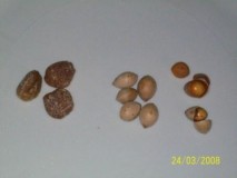  Plod GINKA ( kineski naziv za Ginko je srebrna marelica)- u sredini sjemenke GINKA i  sjemenke s razlomljenom ljuskom