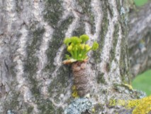 GINKO BILOBA-ženski izdanak počinje cvasti i listati ,sredina travnja ( IV)