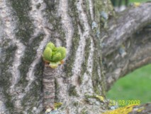 GINKO BILOBA-muški izdanak s prašnicima počinje cvasti i listati sredina travnja ( IV)